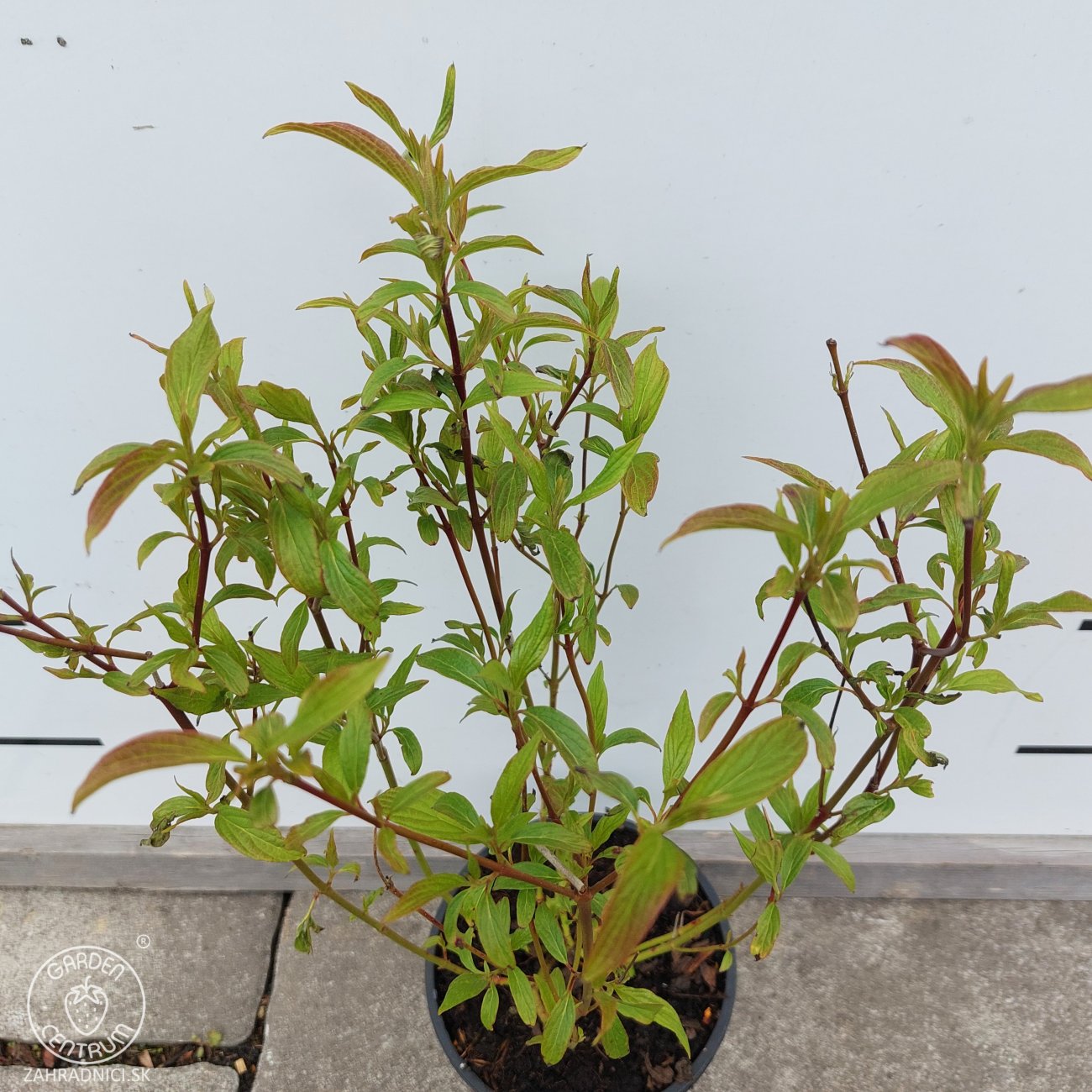 Obrázok Drieň výbežkatý (Cornus sericea) ´Kelseyi´ – výška 30-40 cm, kont. C1,5L